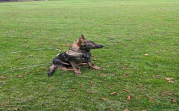 German Shepherd dogs for sale: German Shepherd puppies  - Image 9