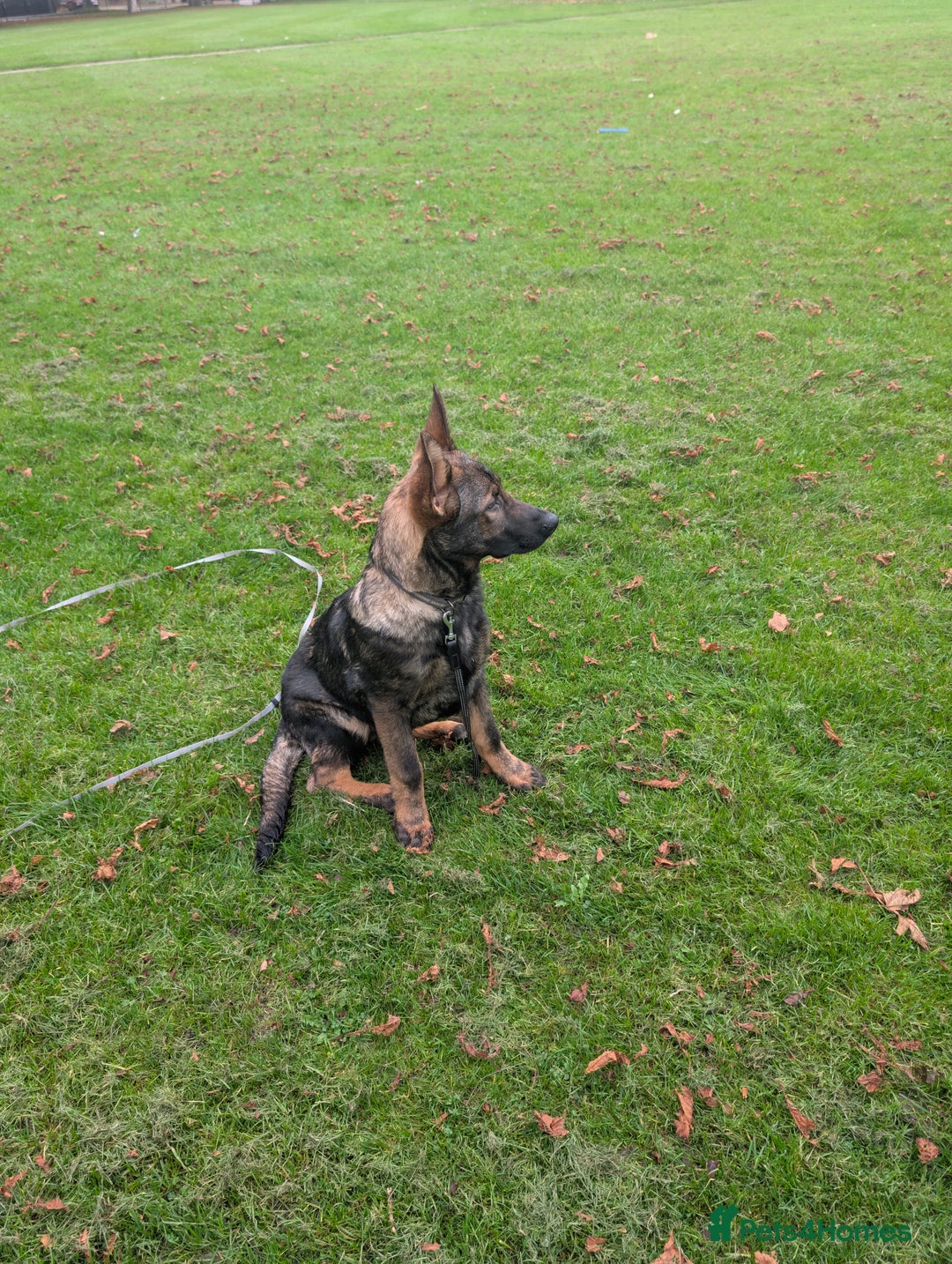 German Shepherd dogs for sale: German Shepherd puppies  - Image 9