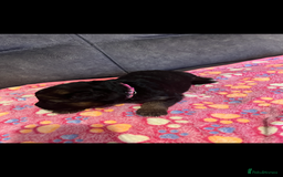 German Shepherd dogs for sale: Kc-registered German shepards puppies for sale - Image 3