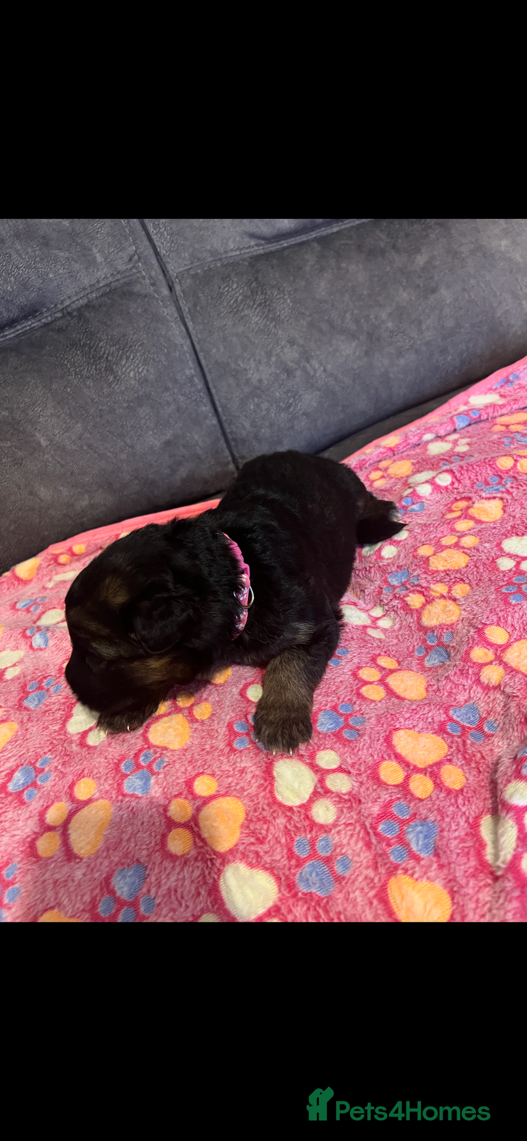 German Shepherd dogs for sale: Kc-registered German shepards puppies for sale - Image 3