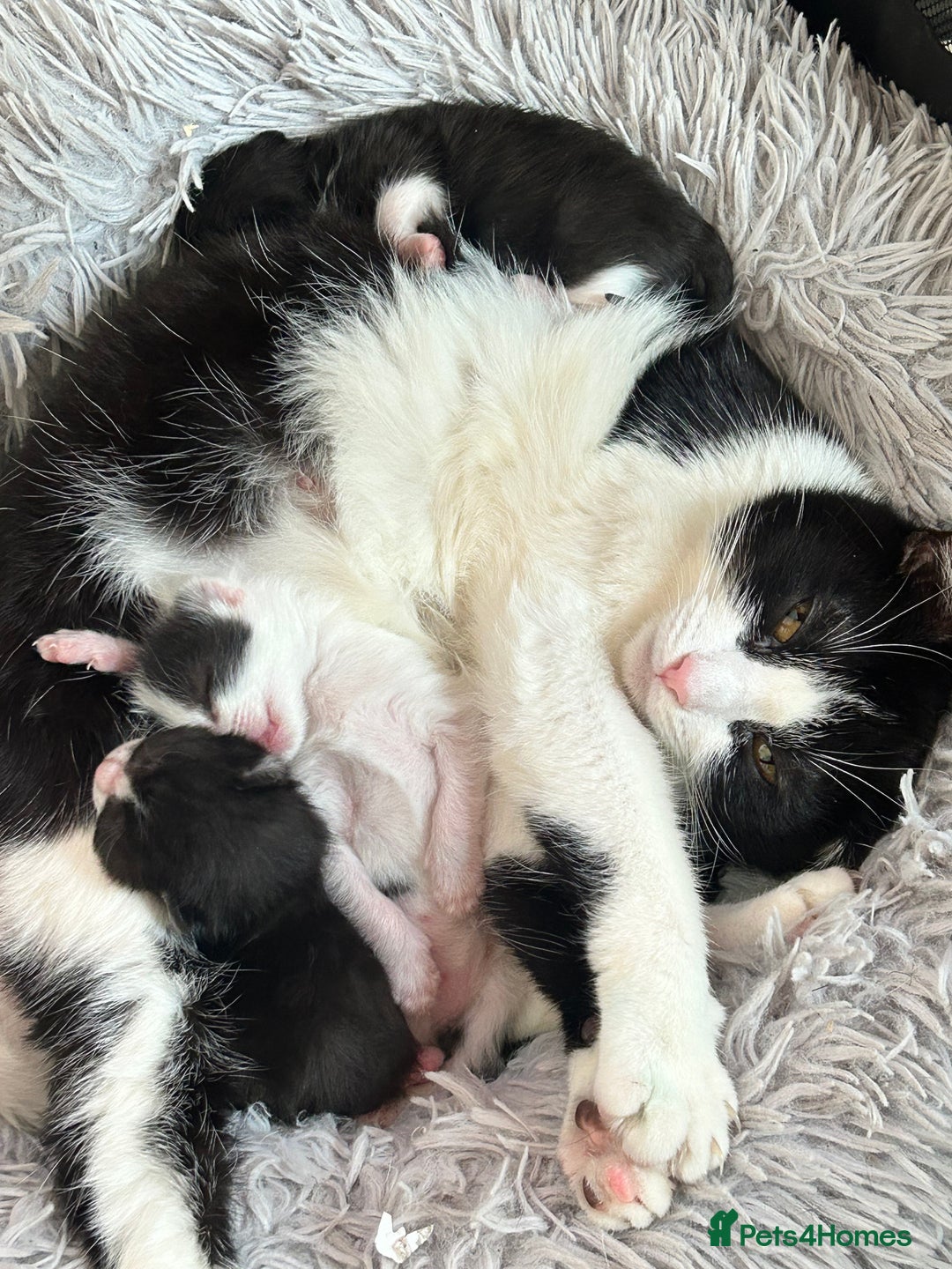 British Shorthair cats for sale: 2 boys 2 girls - Image 11