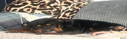 English Bulldog dogs for sale: English bulldogs fluffy carriers - Advert 2