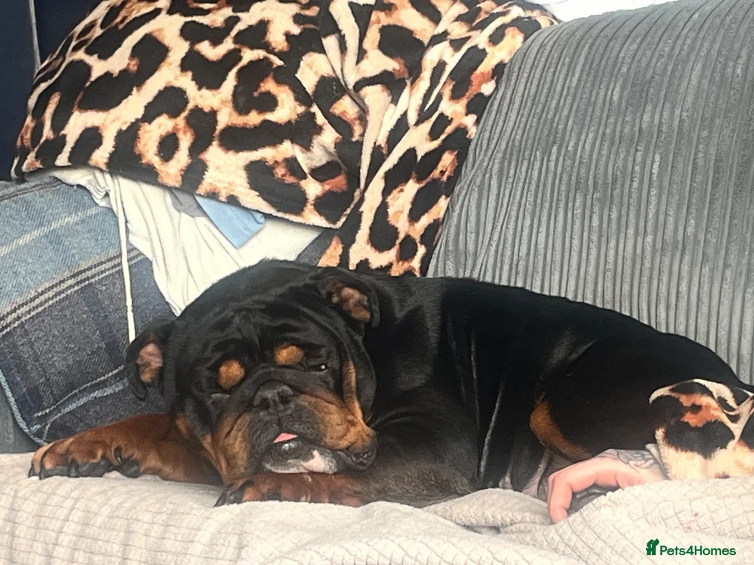 English Bulldog dogs for sale: English bulldogs fluffy carriers - Advert 2