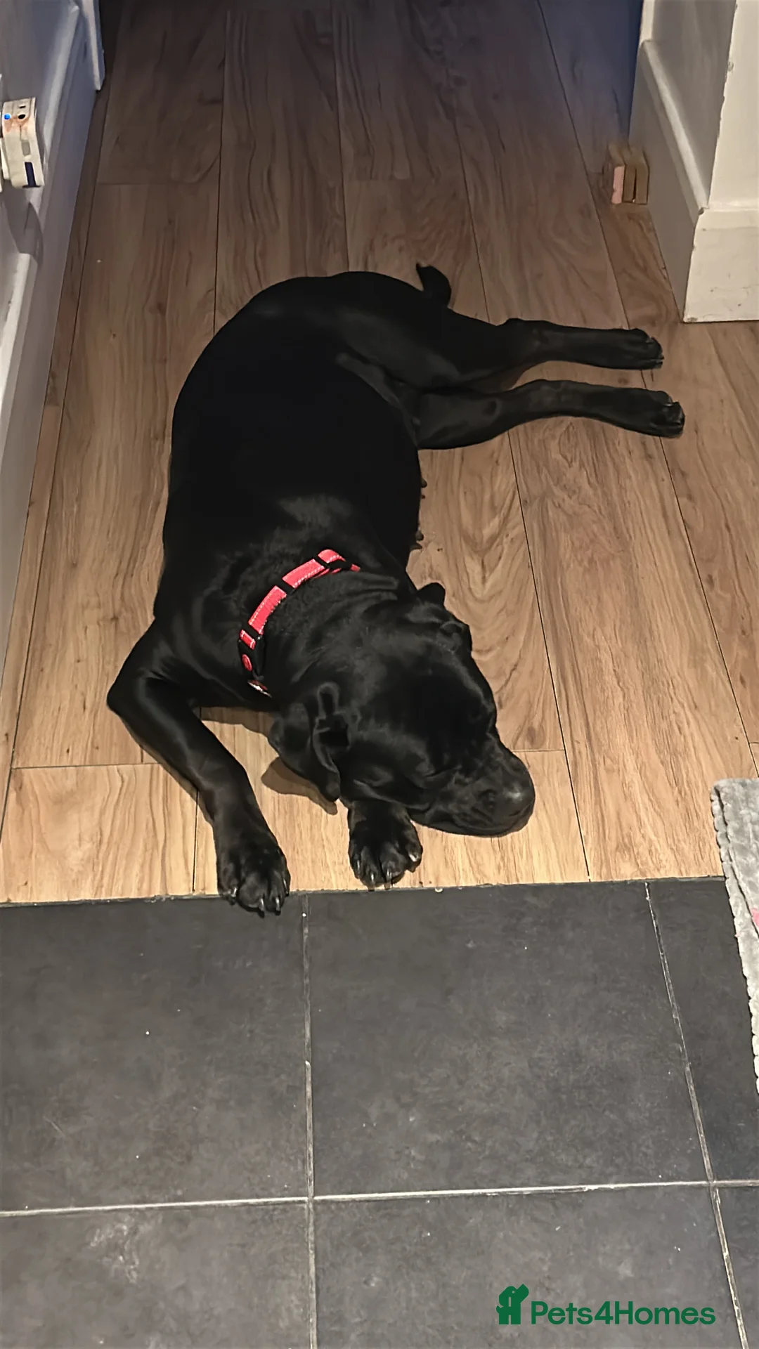 Cane Corso dogs for sale: Looking for a good home for my dog!  - Advert 2