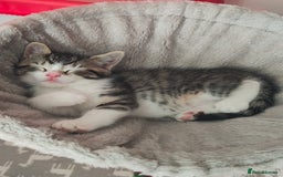 Ragdoll cats for sale: Ragdoll mixed kitten - Image 1