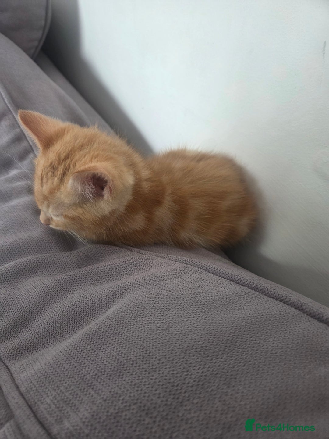Mixed Breed cats for sale: 3 male gingers - Image 3