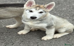 Utonagan dogs for sale: Beautiful Husky × Malamute Puppies – Ready Now! - Image 6