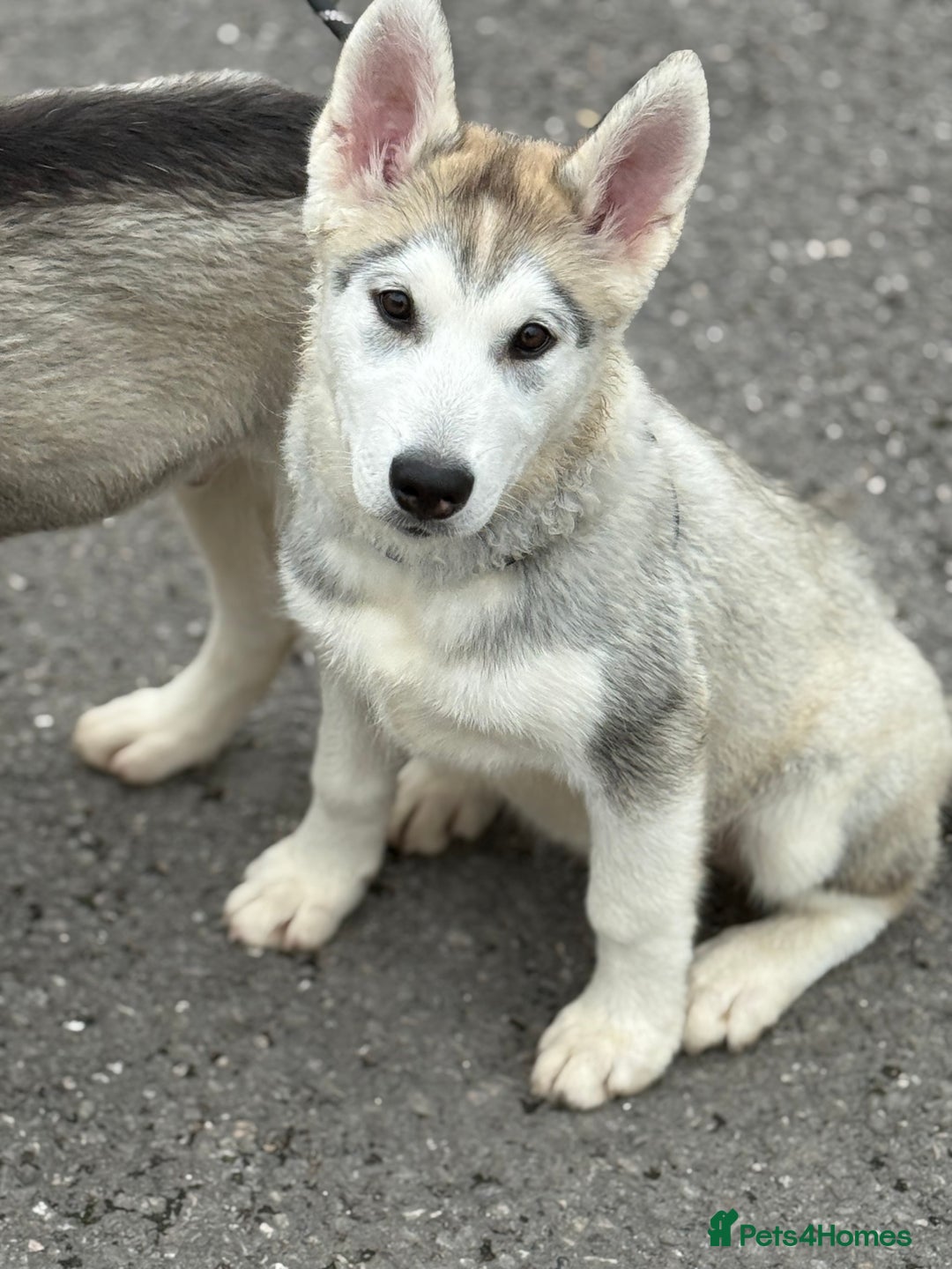 Utonagan dogs for sale: Beautiful Husky × Malamute Puppies – Ready Now! - Image 6