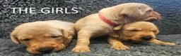 Labrador Retriever dogs for sale: Red Fox Labs : Health Checked-KC Reg,FTCH Pedigree - Advert 3