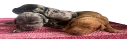 Cockapoo dogs for sale: F1b health tested cockapoo babies  - Advert 3