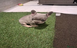 French Bulldog dogs for sale: Lilic frenchie - Image 3