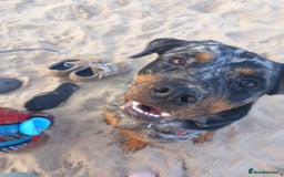 Mixed Breed dogs for sale: 1-year-old male rottie / aussie mix - Image 2