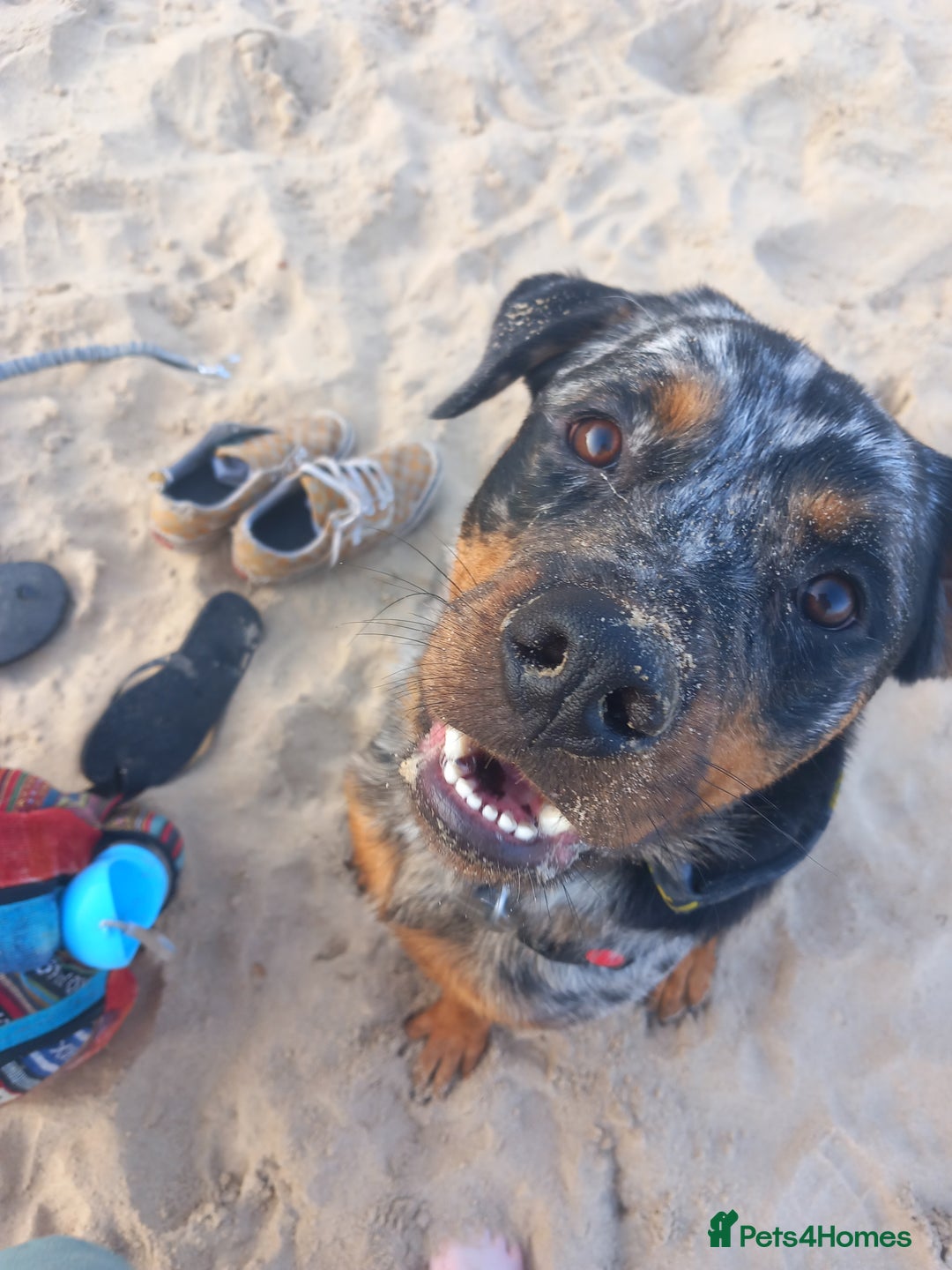 Mixed Breed dogs for sale: 1-year-old male rottie / aussie mix - Image 2