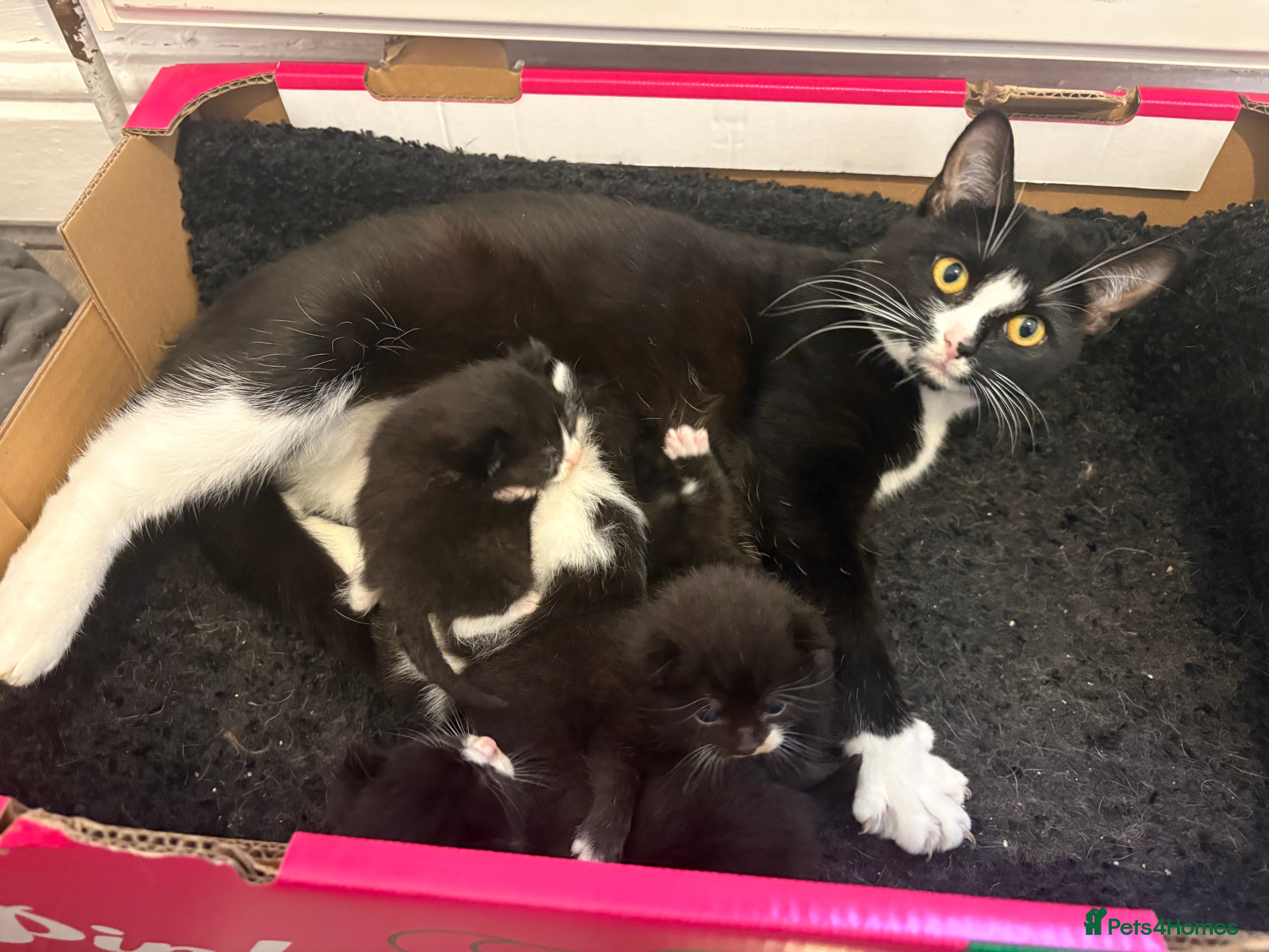 Mixed Breed cats 🐾 6 Beautiful Black & White Kittens for Sale 🐾 - Advert 1