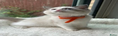 Ragdoll Kitten 4