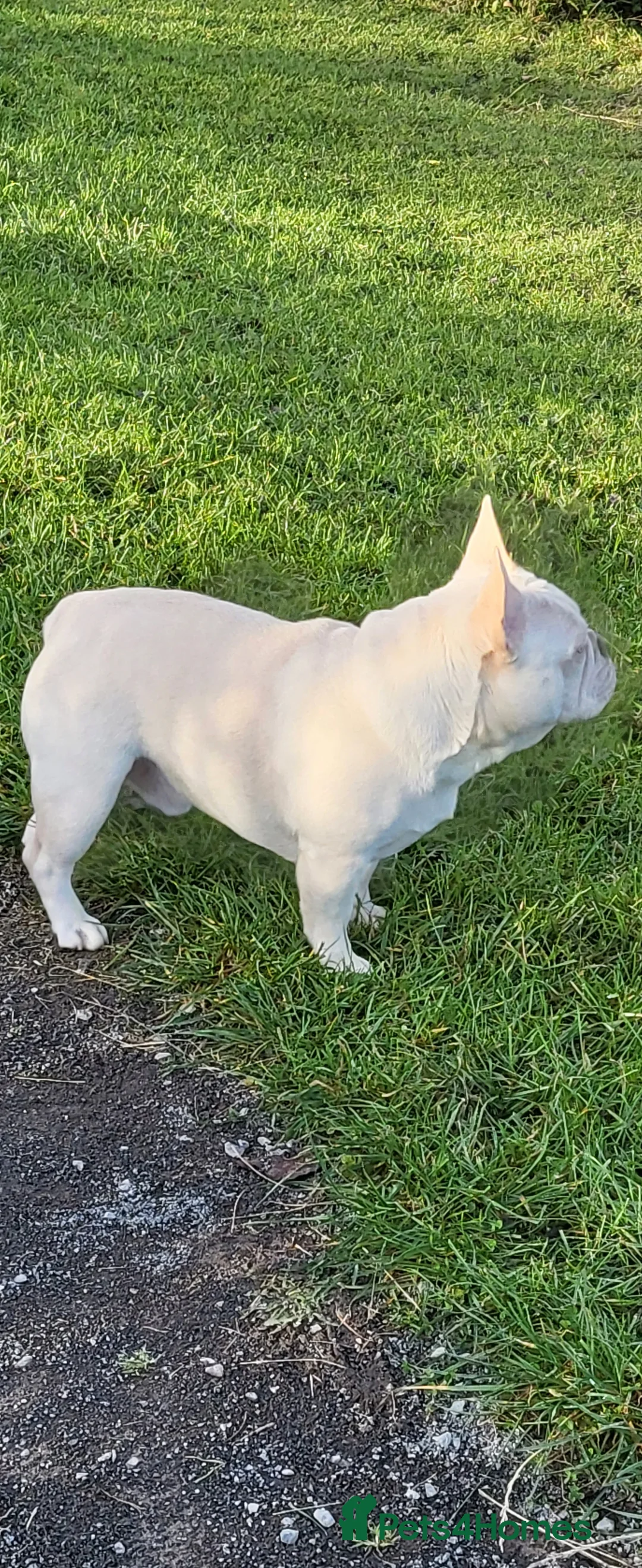 French Bulldog dogs for stud: Amazing structure and quality ‼️ in Ebbw Vale - Advert 16
