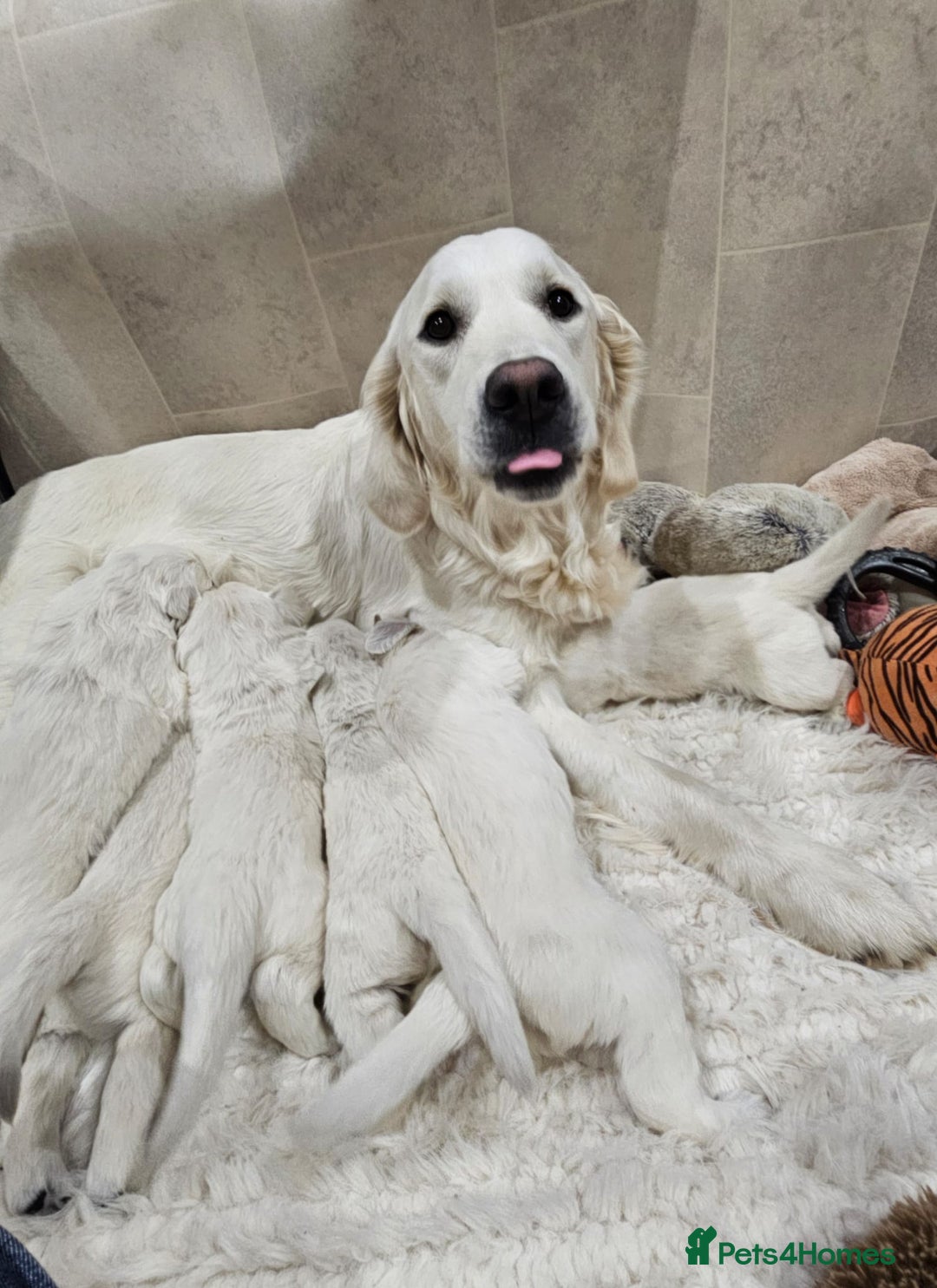 Golden Retriever dogs for sale: 🌟Beautiful Golden Retriver puppies 🐾 - Advert 1