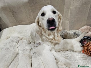 Golden Retriever dogs 🌟Beautiful Golden Retriver puppies 🐾 - Advert 4