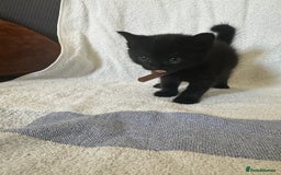 Domestic Shorthair cats for sale: Lovely tabby and black kittens - Image 4