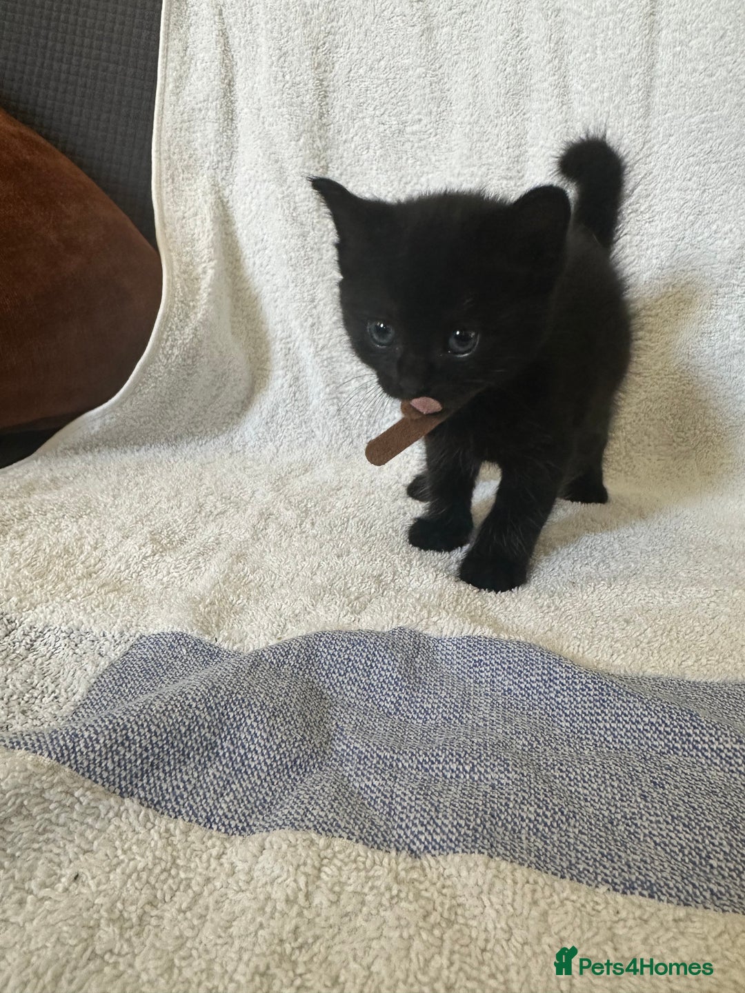 Domestic Shorthair cats for sale: Lovely tabby and black kittens - Image 4