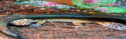 Leopard Gecko reptiles for sale: Leopard gecko and full set up.  - Advert 2