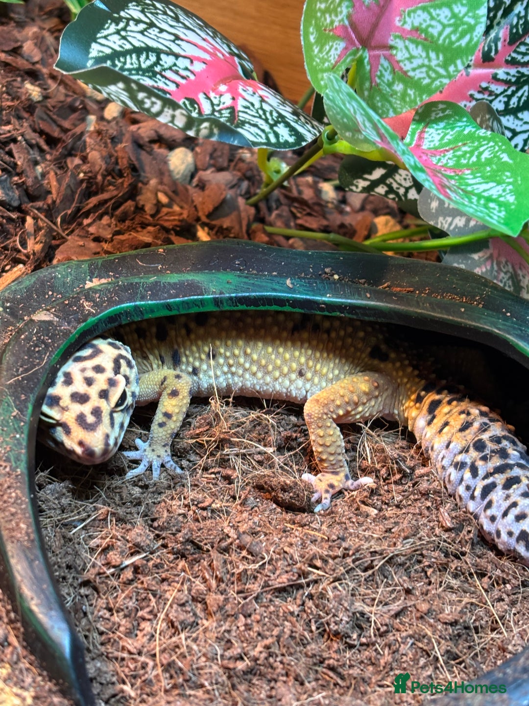 Leopard Gecko reptiles for sale: Leopard gecko and full set up.  - Advert 2