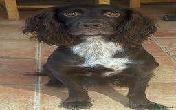 Cocker Spaniel dogs for sale: Cocker spaniel puppies - Advert 1