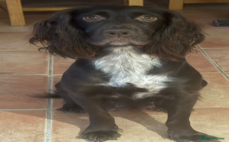 Cocker Spaniel dogs Cocker spaniel puppies - Advert 9