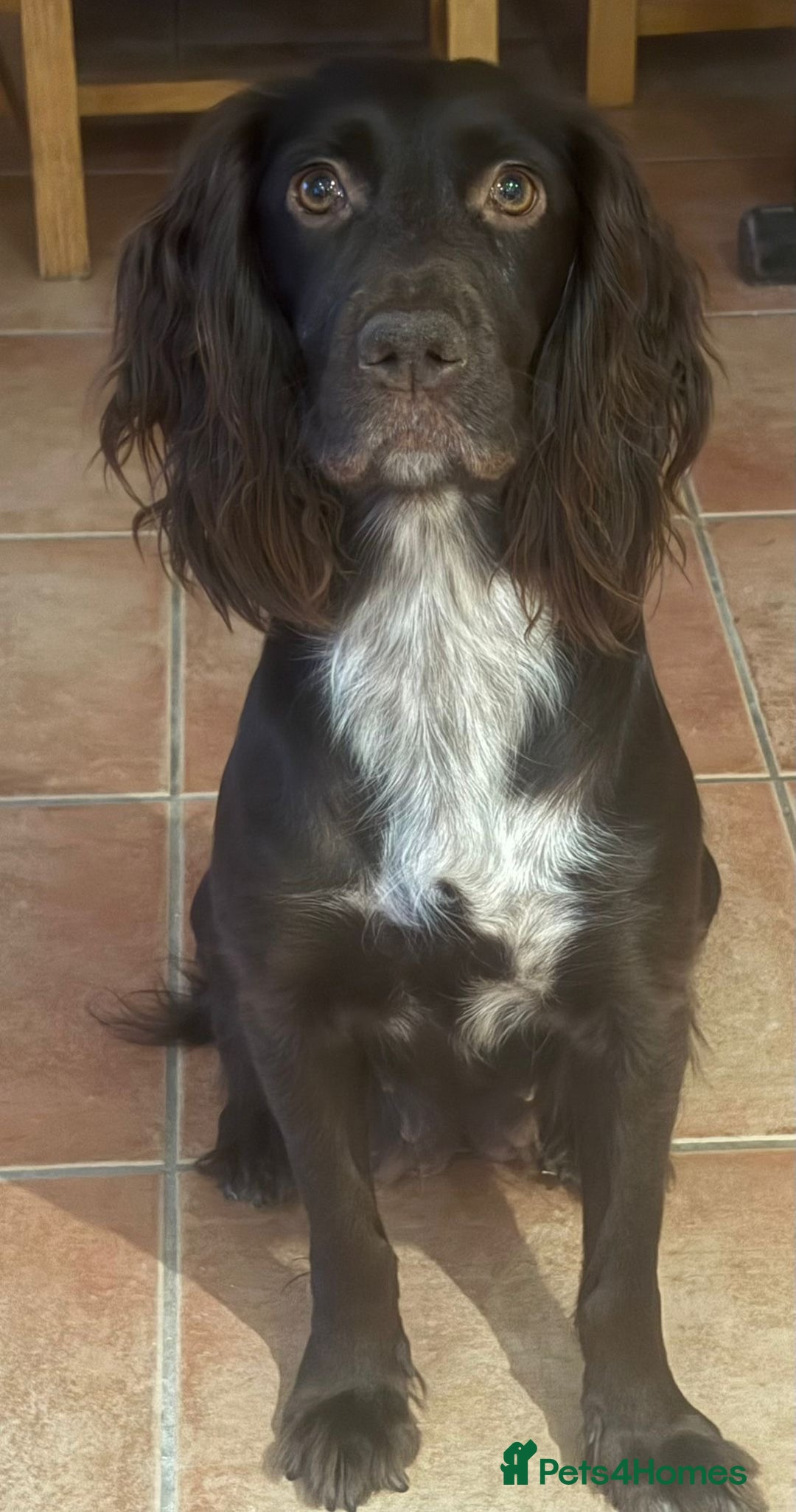 Cocker Spaniel dogs for sale: Cocker spaniel puppies - Advert 1