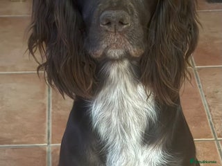 Cocker Spaniel dogs for sale: Cocker spaniel puppies - Advert 1