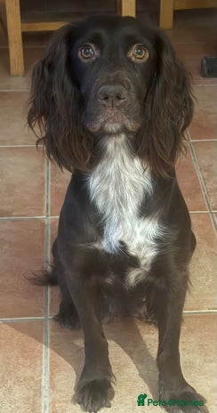 Cocker Spaniel dogs Cocker spaniel puppies - Advert 16