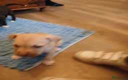 American Bull Staffy dogs for sale: Puppies  - Advert 8