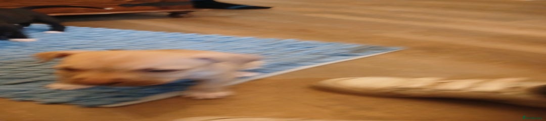 American Bull Staffy Puppy 6