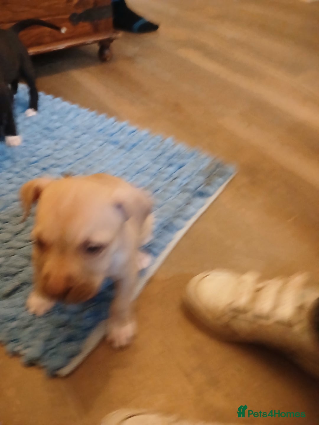American Bull Staffy dogs for sale: Puppies  - Advert 8