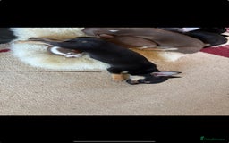 Chihuahua dogs for sale: Beautiful female Chihuahua - Advert 2