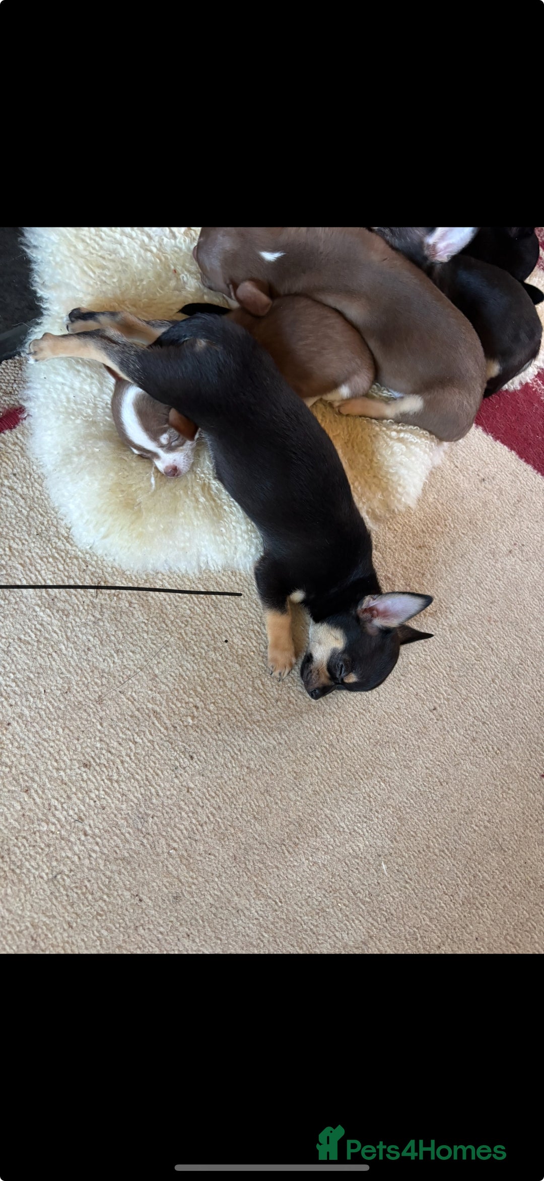 Chihuahua dogs for sale: Beautiful female Chihuahua - Advert 2