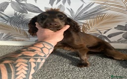 Cocker Spaniel dogs for sale: Cocker spaniel for sale  - Image 1