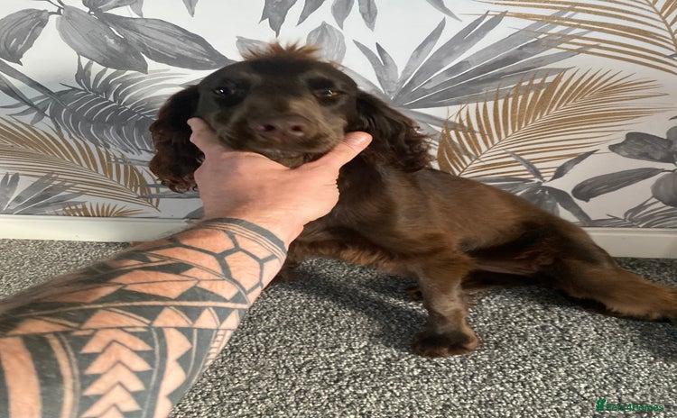 Cocker Spaniel dogs - Advert 4