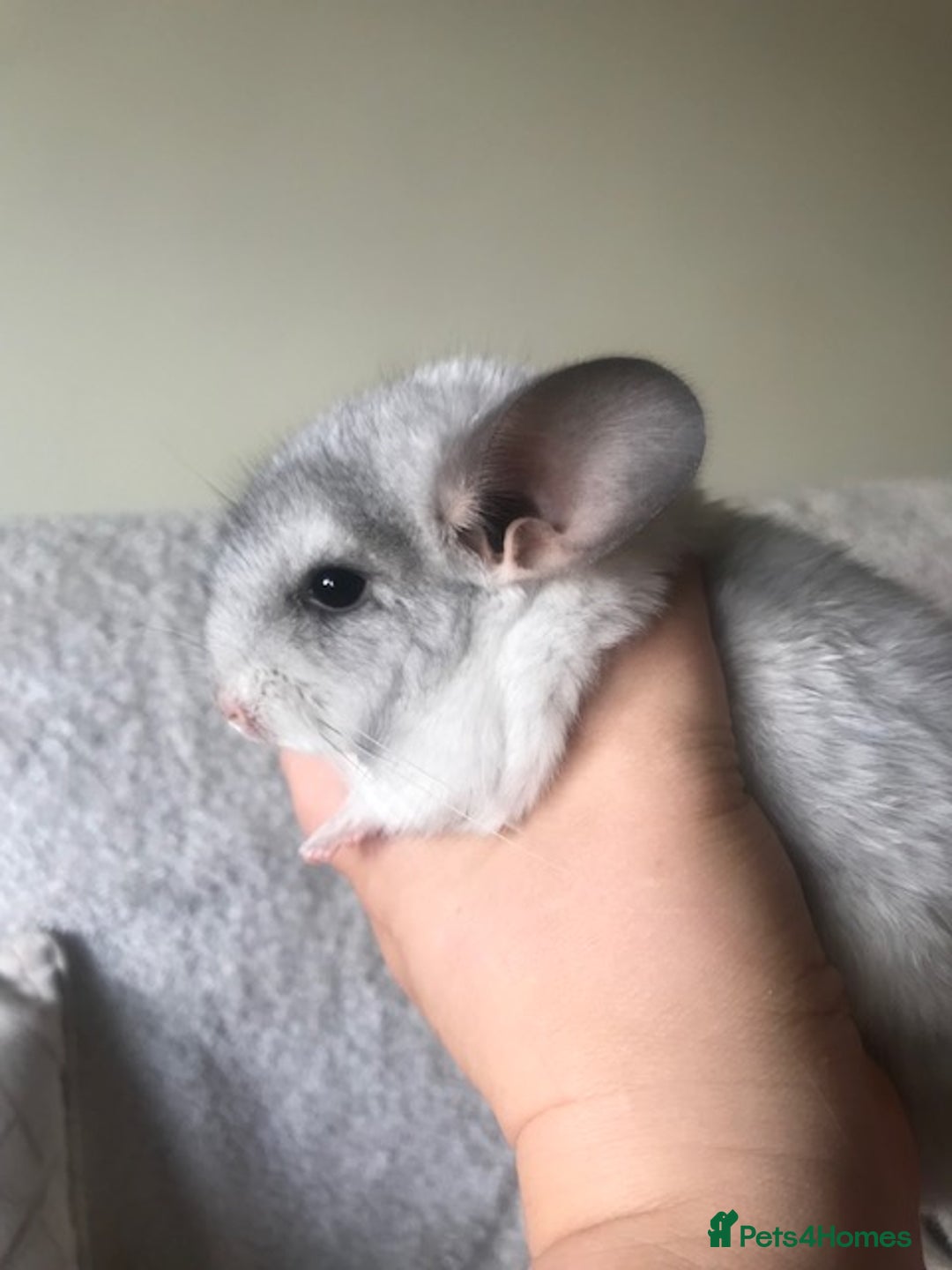 Chinchilla rodents for sale: Baby girl chinchilla - Advert 5