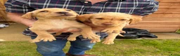 Labrador Retriever dogs for sale: Beautiful Labrador puppies - Advert 4