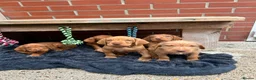 Hungarian Vizsla dogs for sale: Wire haired Hungarian Vizsla pups - Advert 3