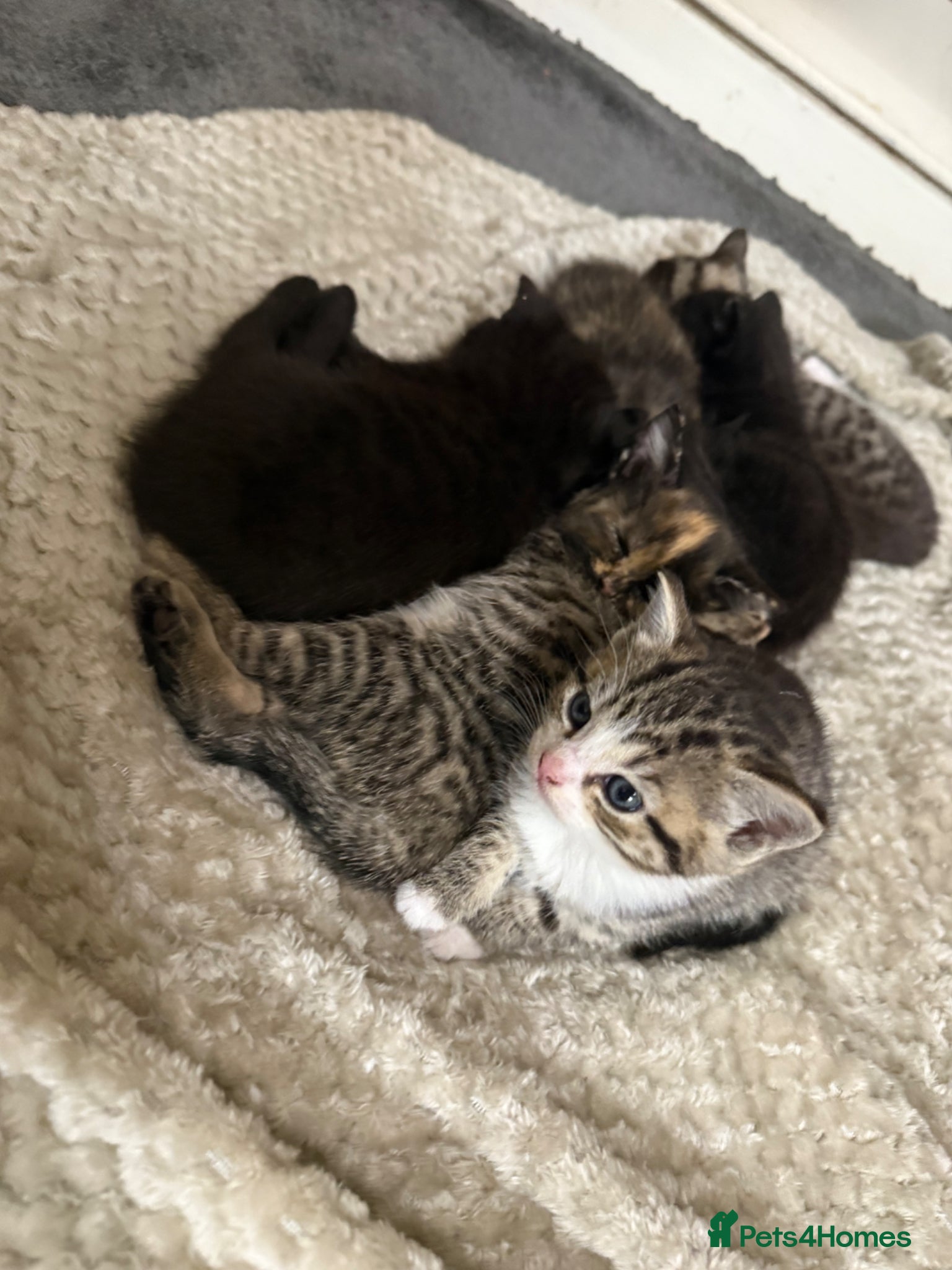 Mixed Breed cats Beautiful Kittens - Advert 2