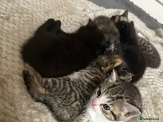 Mixed Breed cats Beautiful Kittens - Advert 5