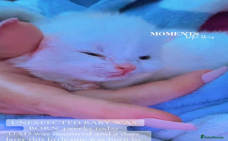 Ragdoll cats - Advert 3