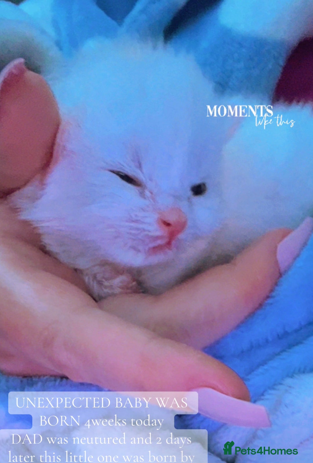 Ragdoll cats for sale: Turkish Angora/Ragdoll pure white kitten x - Image 1