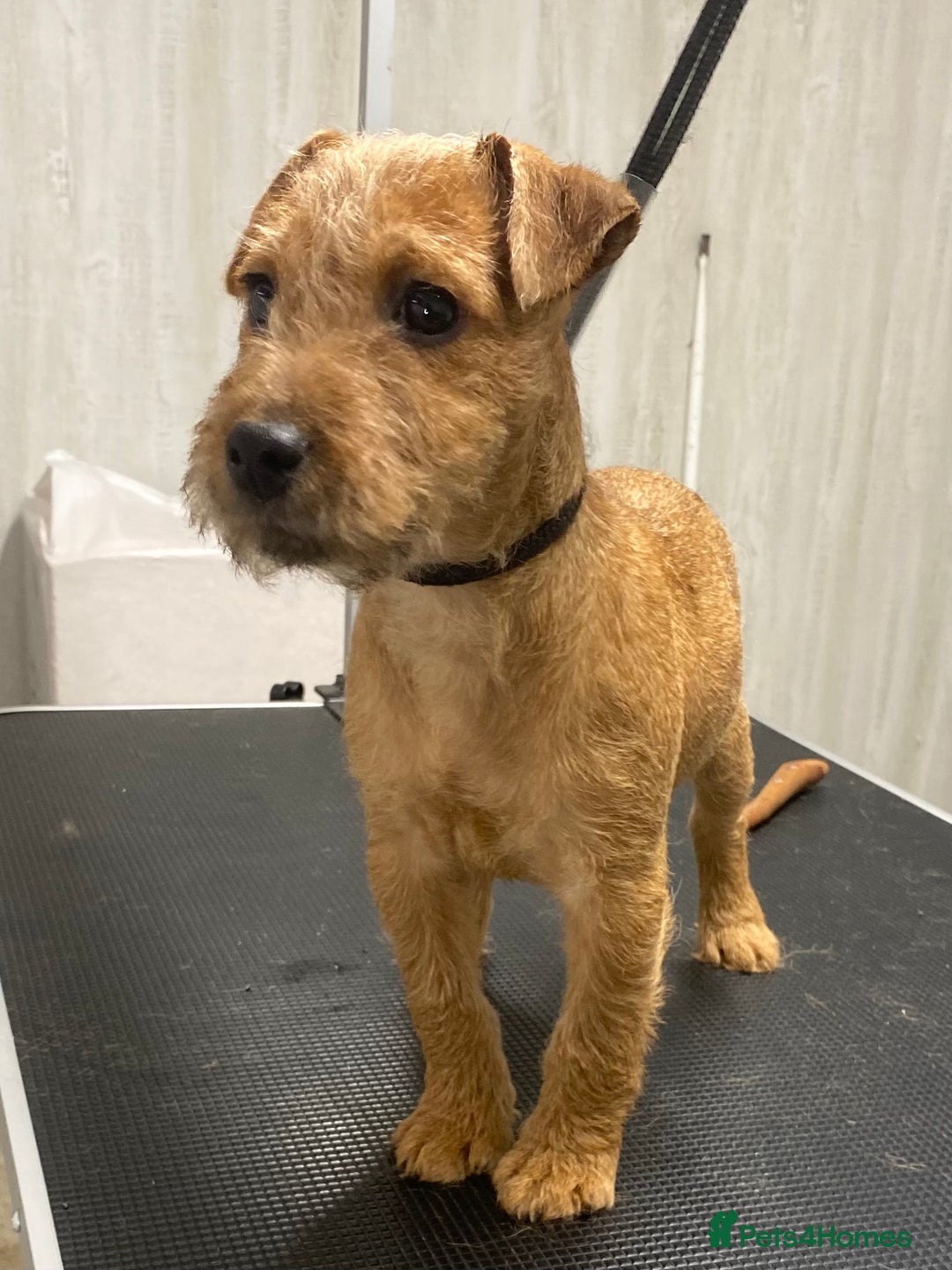 Lakeland Terrier dogs for sale: Red Working Type Lakeland Terrier Male For Sale - Advert 3