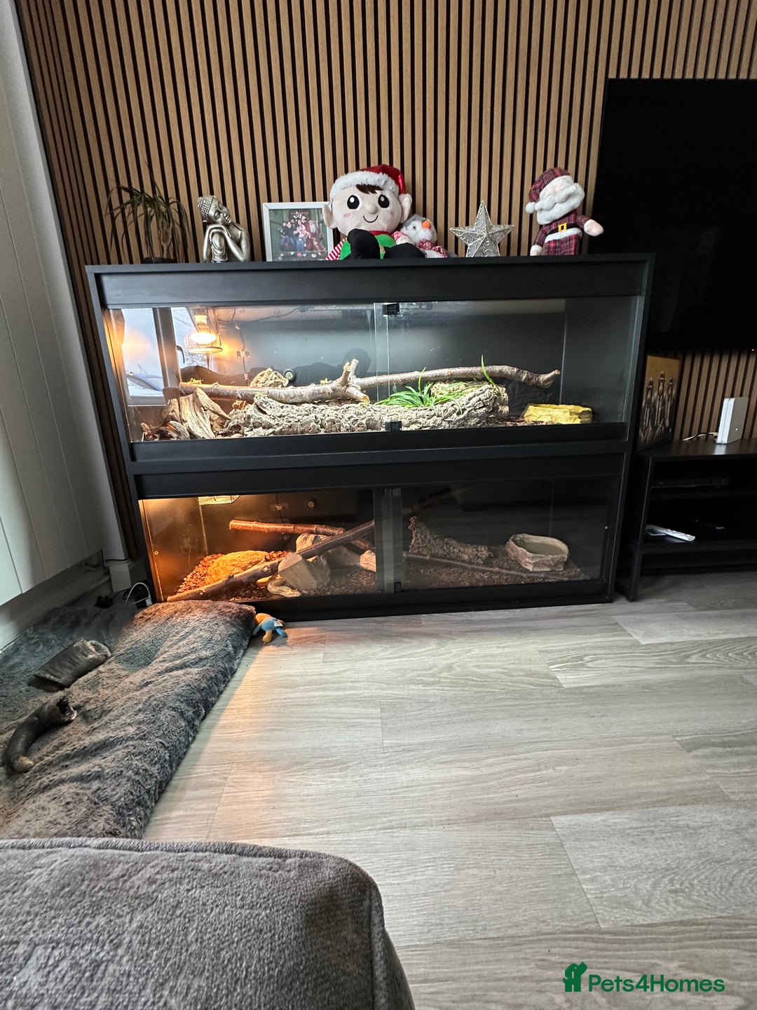 Monitor reptiles for sale: Ackie Monitors & Boa  - Advert 3