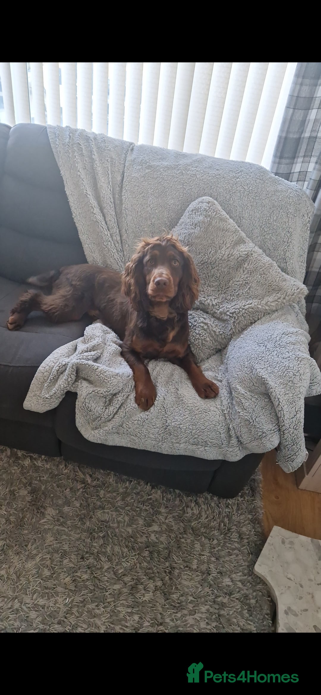 Cocker Spaniel dogs for sale: Kc chocolate and tan cocker spaniel  - Image 8