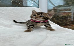 Bengal cats for sale: ❤️ GORGEOUS PURE BENGAL KITTENS ❤️ - Image 36