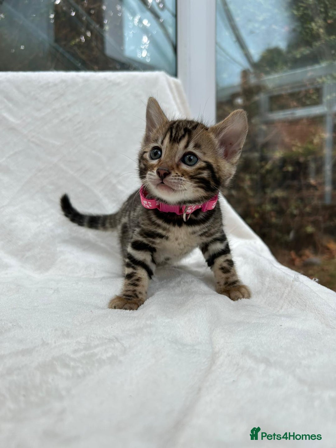 Bengal cats for sale: ❤️ GORGEOUS PURE BENGAL KITTENS ❤️ - Image 36